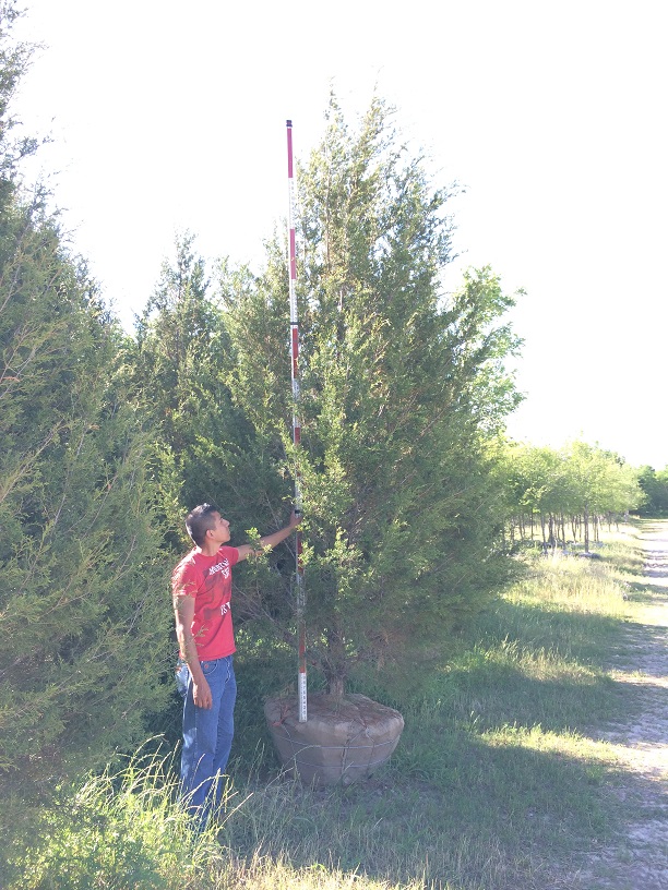 juniperus-virginiana-eastern-red-cedar