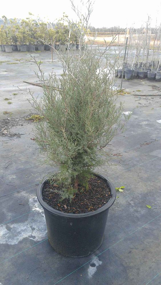 juniperus-virginiana-eastern-red-cedar