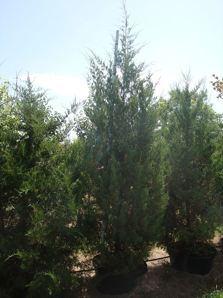 juniperus-virginiana-eastern-red-cedar