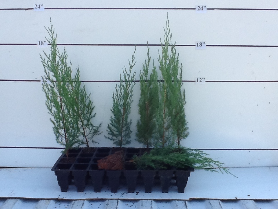 juniperus-virginiana-eastern-red-cedar