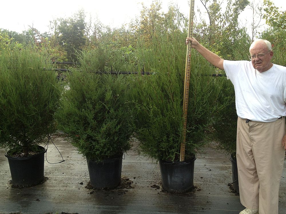 juniperus-virginiana-eastern-red-cedar