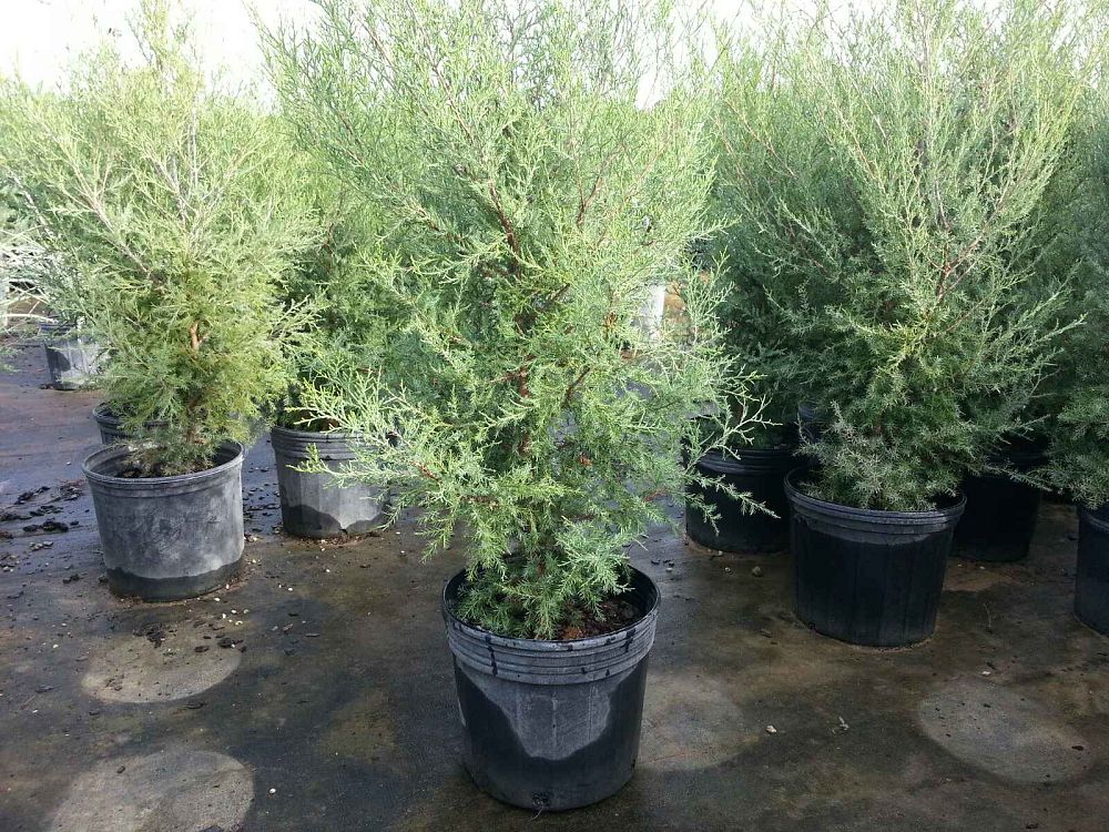 juniperus-virginiana-eastern-red-cedar
