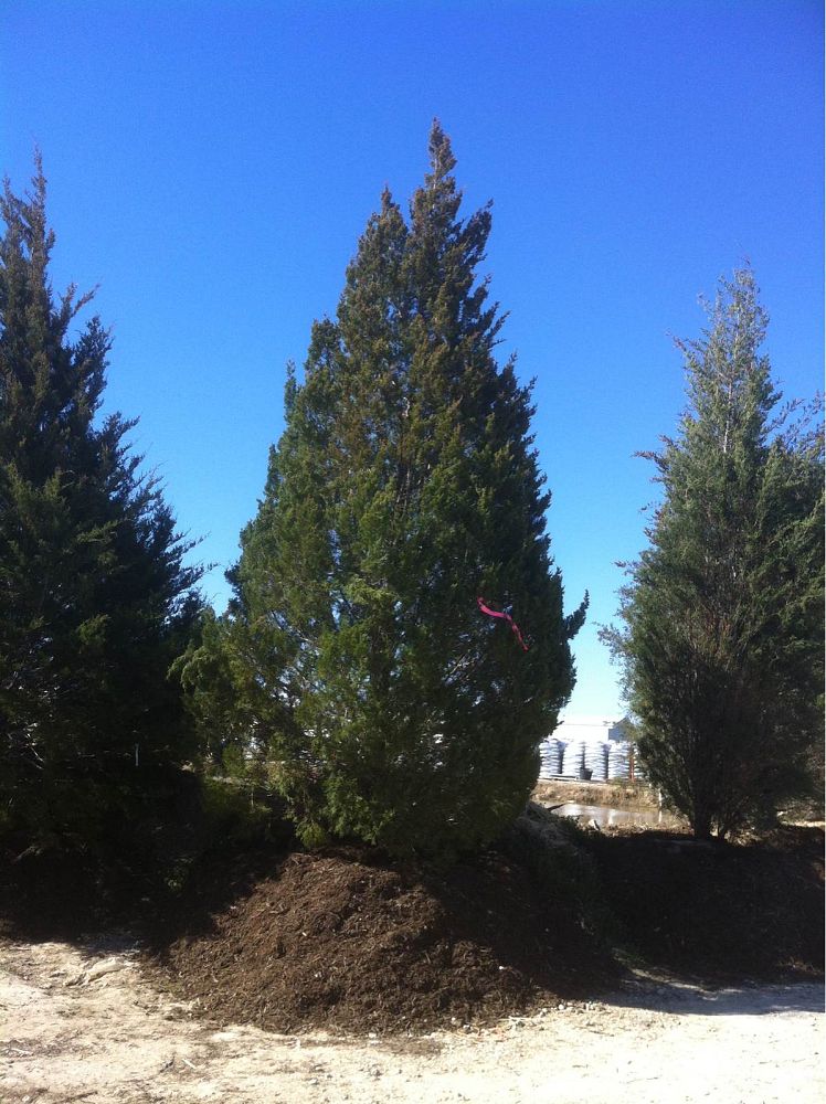 juniperus-virginiana-eastern-red-cedar