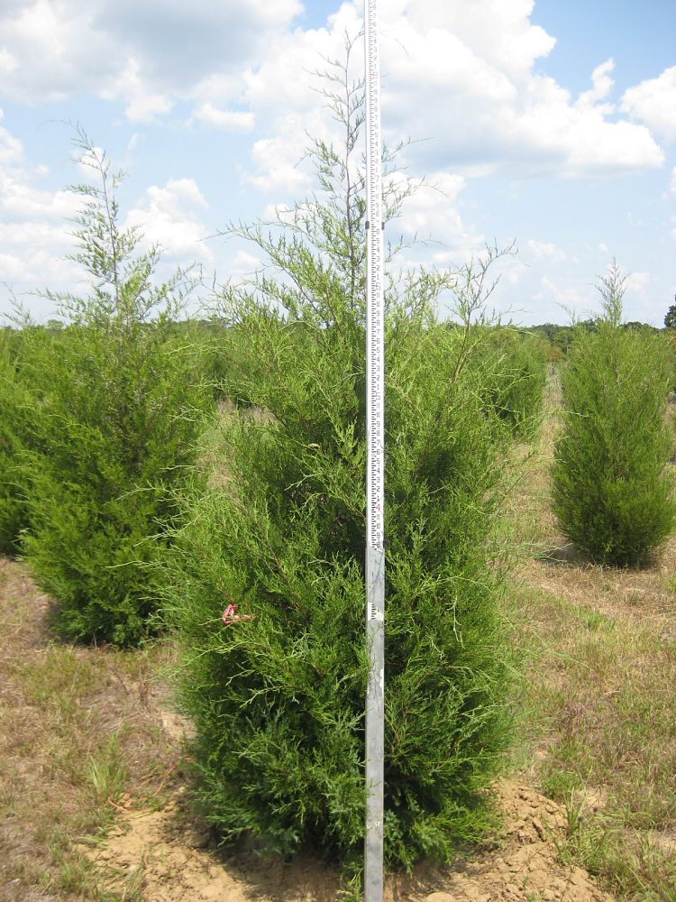 juniperus-virginiana-eastern-red-cedar