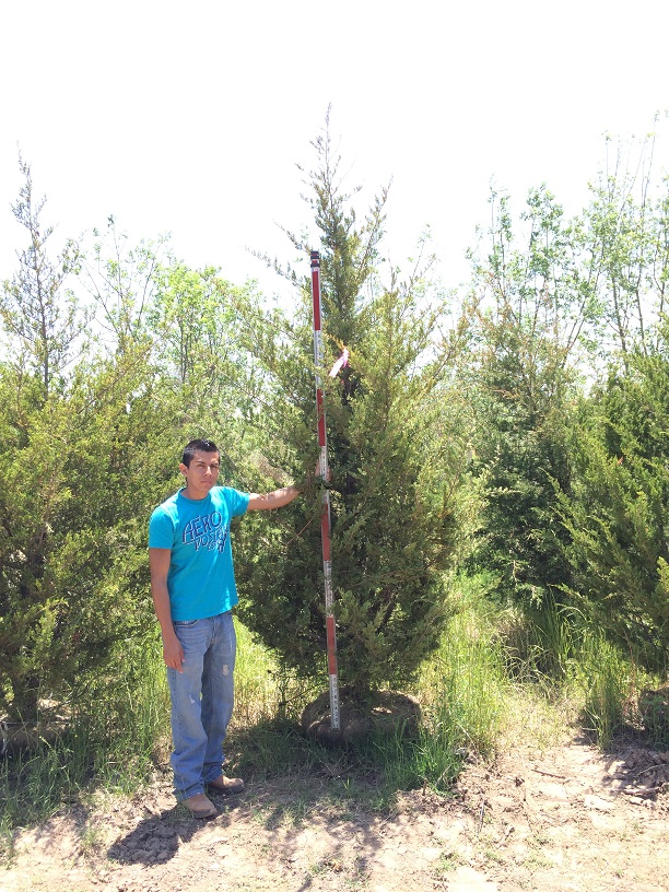 juniperus-virginiana-eastern-red-cedar