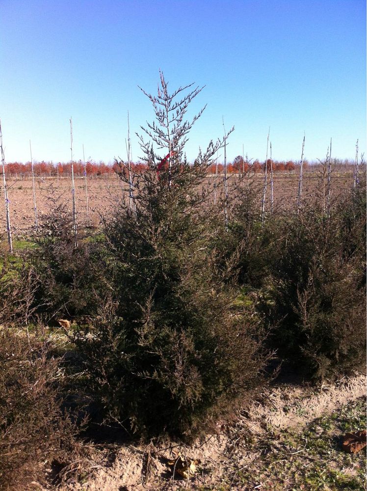 juniperus-virginiana-eastern-red-cedar