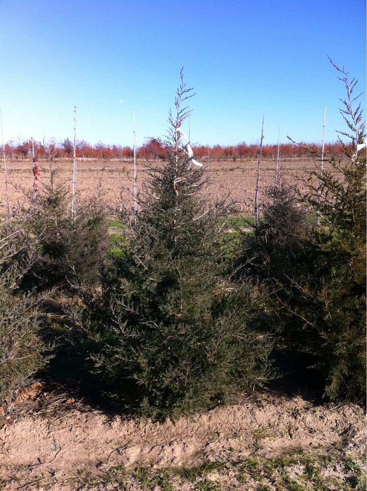 juniperus-virginiana-eastern-red-cedar