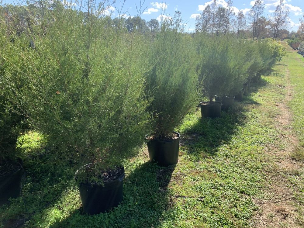 juniperus-virginiana-eastern-red-cedar