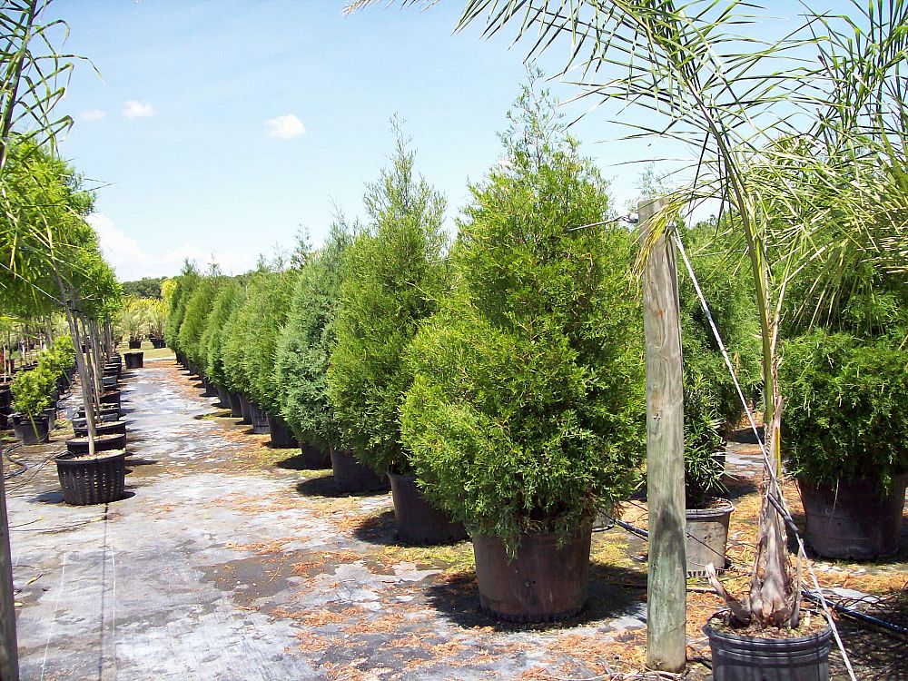 juniperus-virginiana-eastern-red-cedar