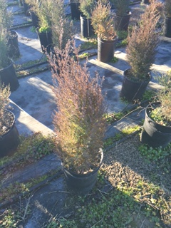 juniperus-virginiana-eastern-red-cedar