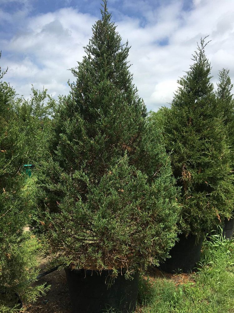 juniperus-virginiana-eastern-red-cedar