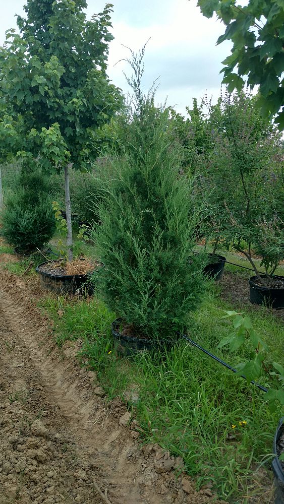 juniperus-virginiana-eastern-red-cedar