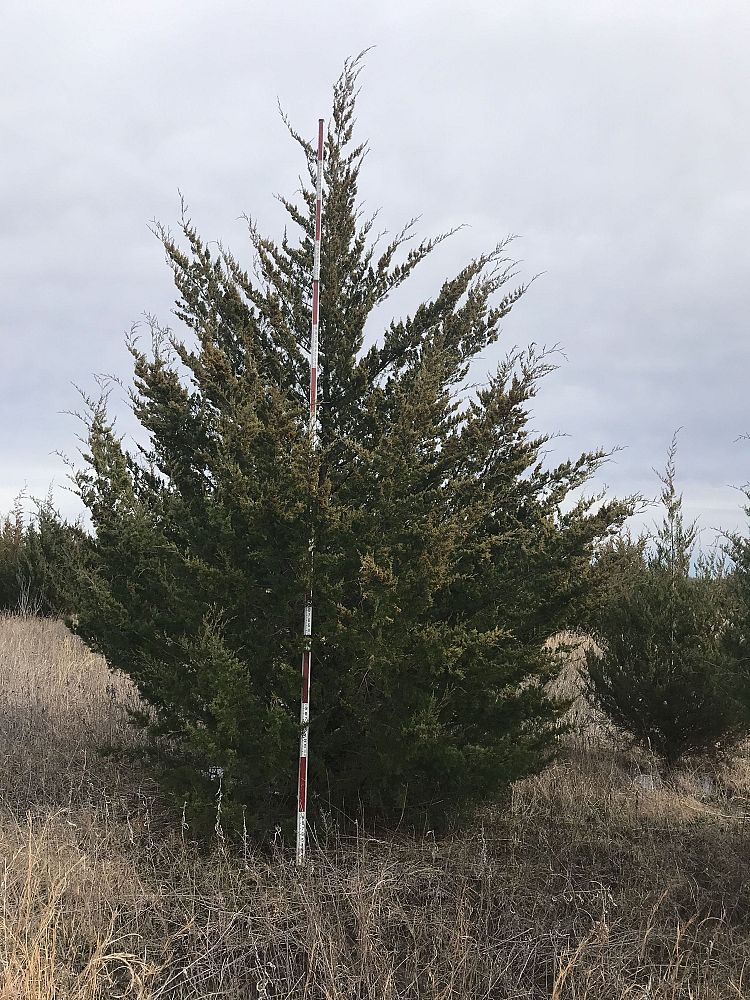 juniperus-virginiana-eastern-red-cedar