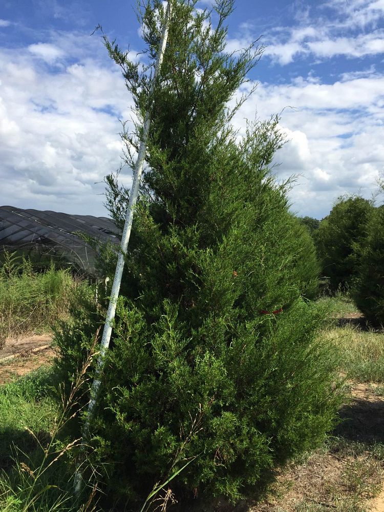 juniperus-virginiana-eastern-red-cedar