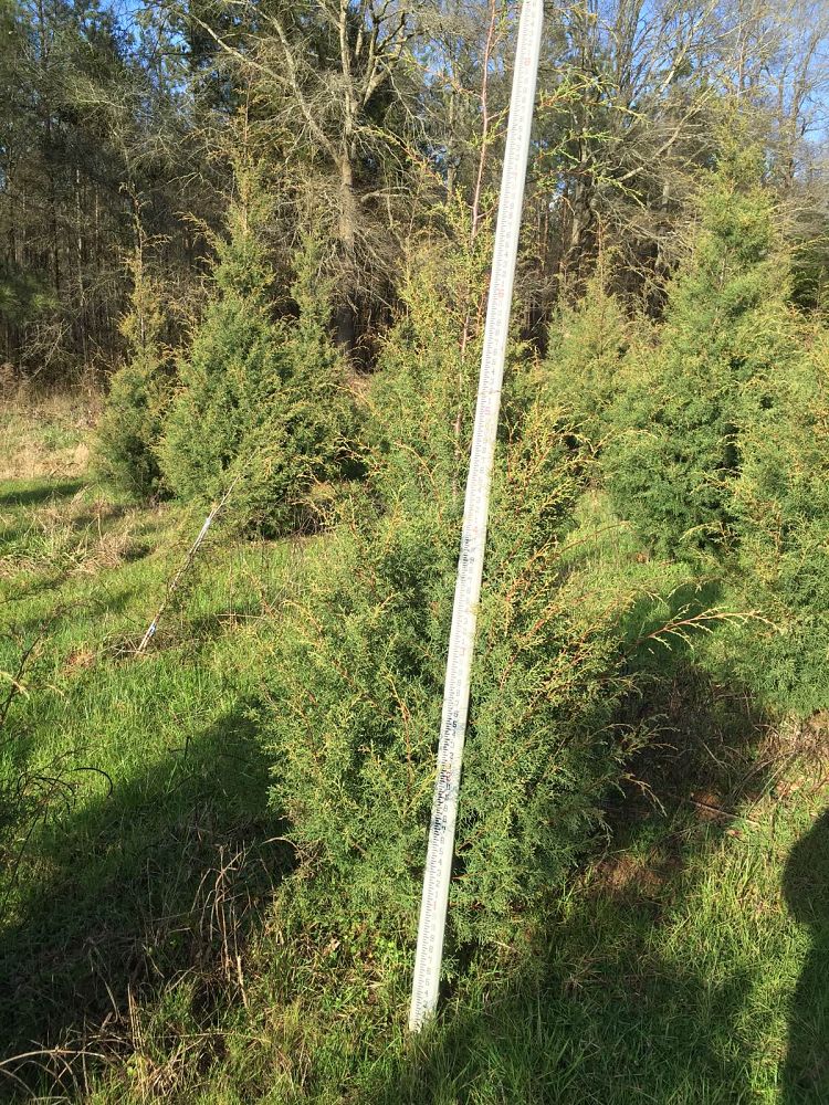 juniperus-virginiana-eastern-red-cedar