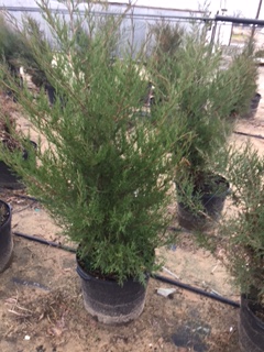 juniperus-virginiana-eastern-red-cedar