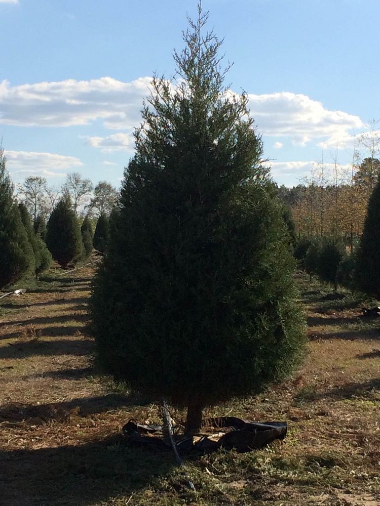juniperus-virginiana-eastern-red-cedar