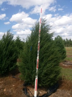 juniperus-virginiana-eastern-red-cedar