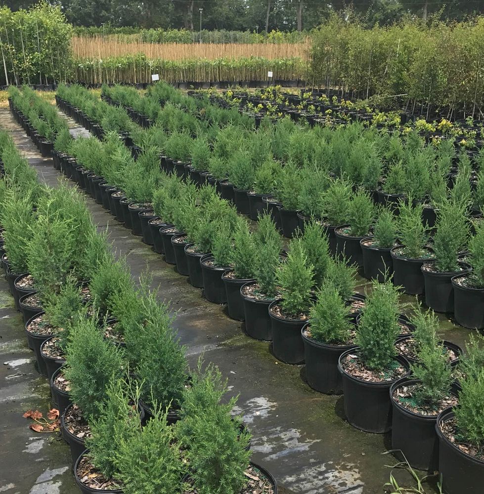 juniperus-virginiana-eastern-red-cedar