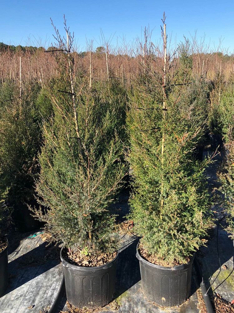 juniperus-virginiana-eastern-red-cedar