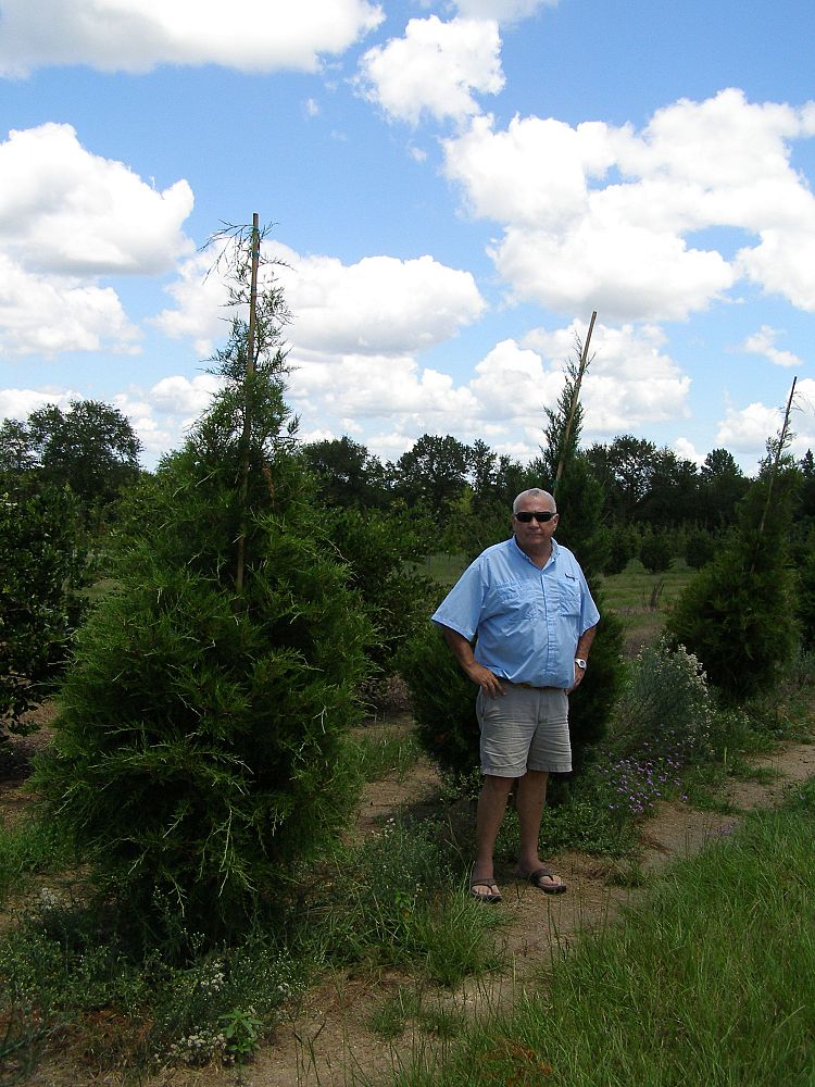 juniperus-virginiana-eastern-red-cedar