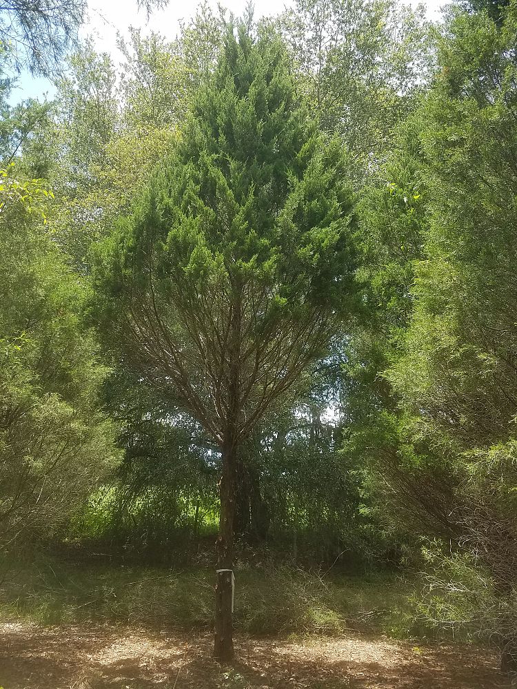 juniperus-virginiana-eastern-red-cedar