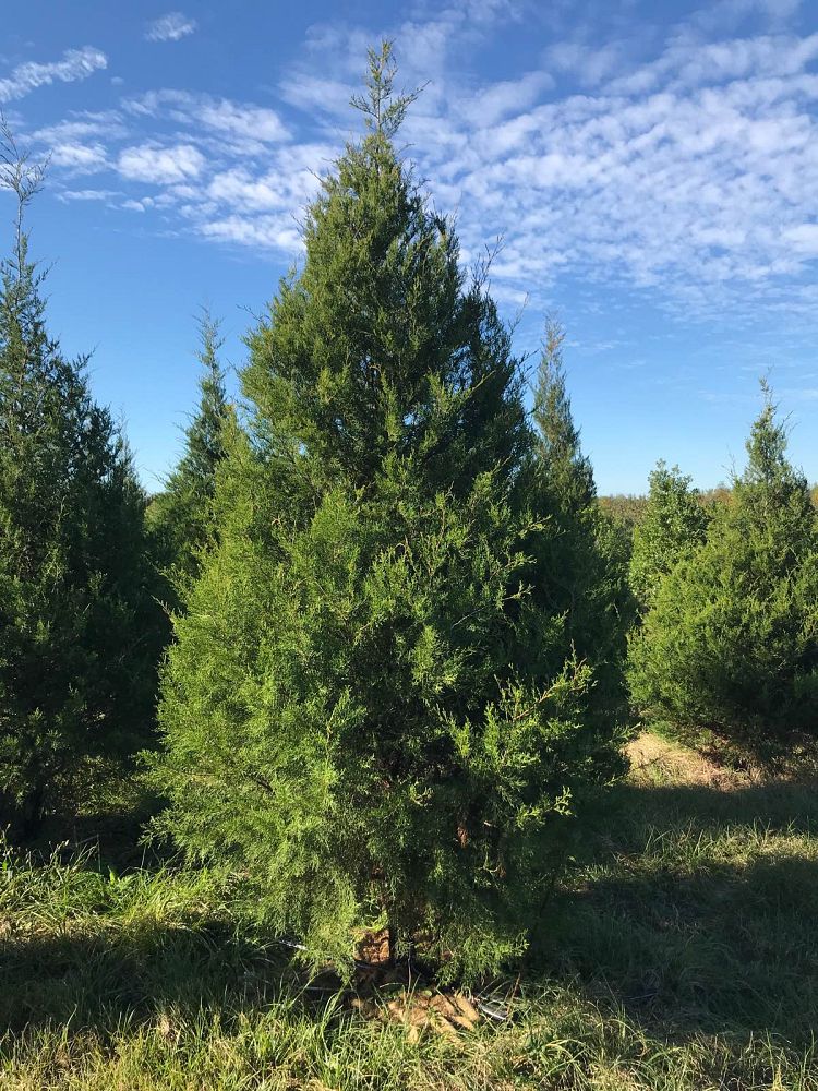 juniperus-virginiana-eastern-red-cedar