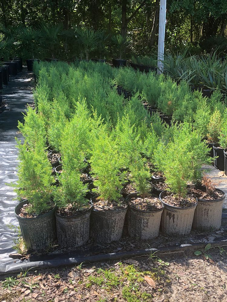 juniperus-virginiana-eastern-red-cedar