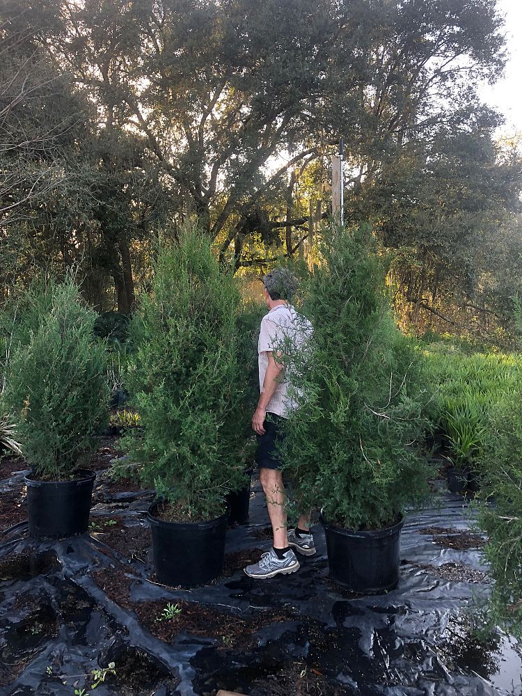 juniperus-virginiana-eastern-red-cedar