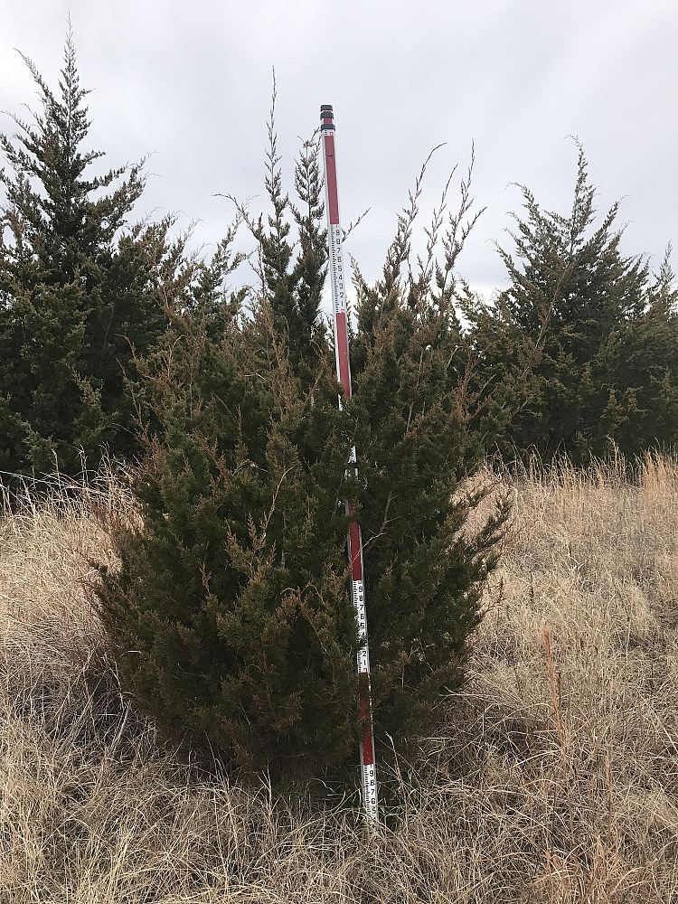 juniperus-virginiana-eastern-red-cedar