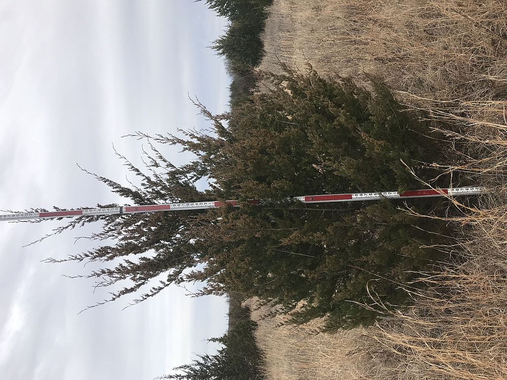 juniperus-virginiana-eastern-red-cedar