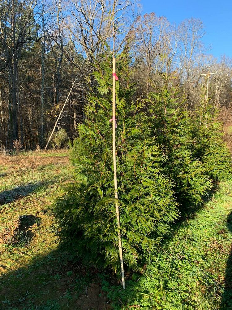 juniperus-virginiana-eastern-red-cedar