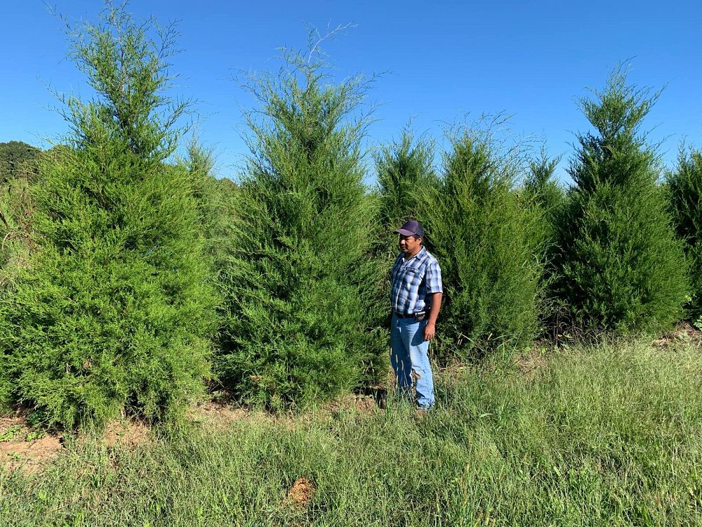 juniperus-virginiana-eastern-red-cedar