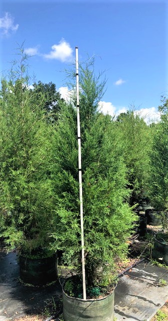 juniperus-virginiana-eastern-red-cedar
