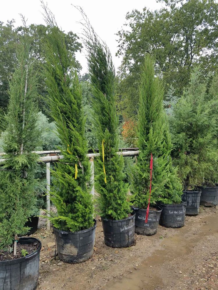 juniperus-virginiana-eastern-red-cedar