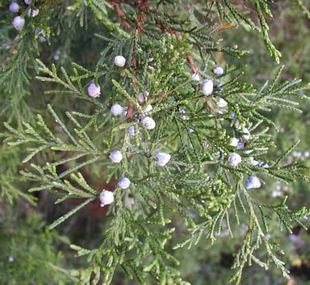 juniperus-virginiana-eastern-red-cedar