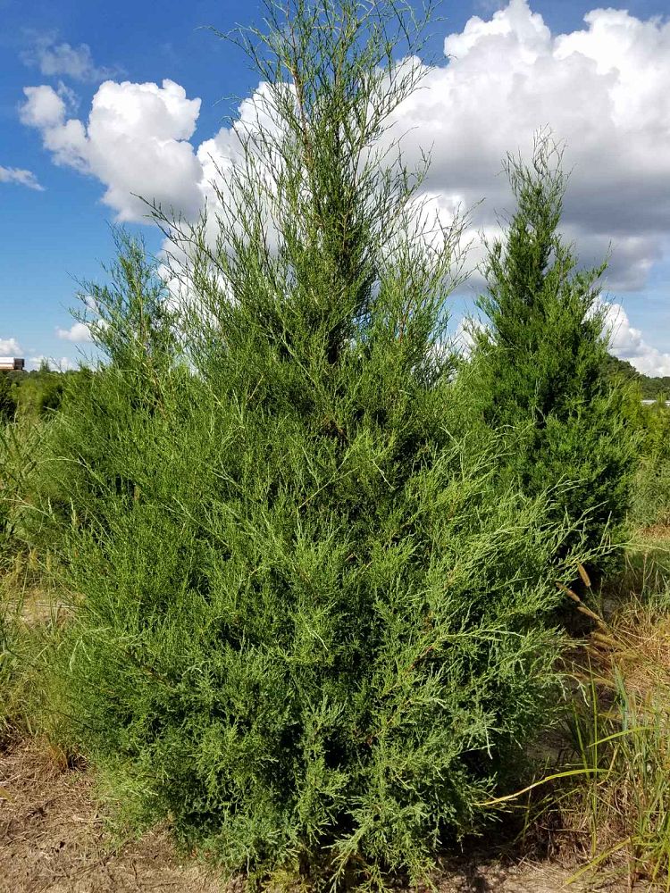 juniperus-virginiana-eastern-red-cedar