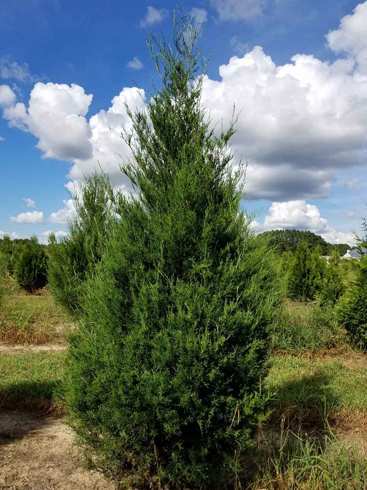 juniperus-virginiana-eastern-red-cedar