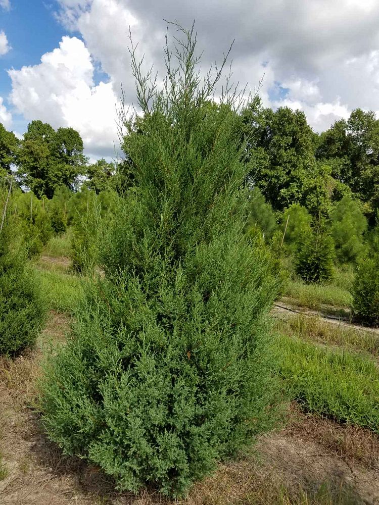 juniperus-virginiana-eastern-red-cedar