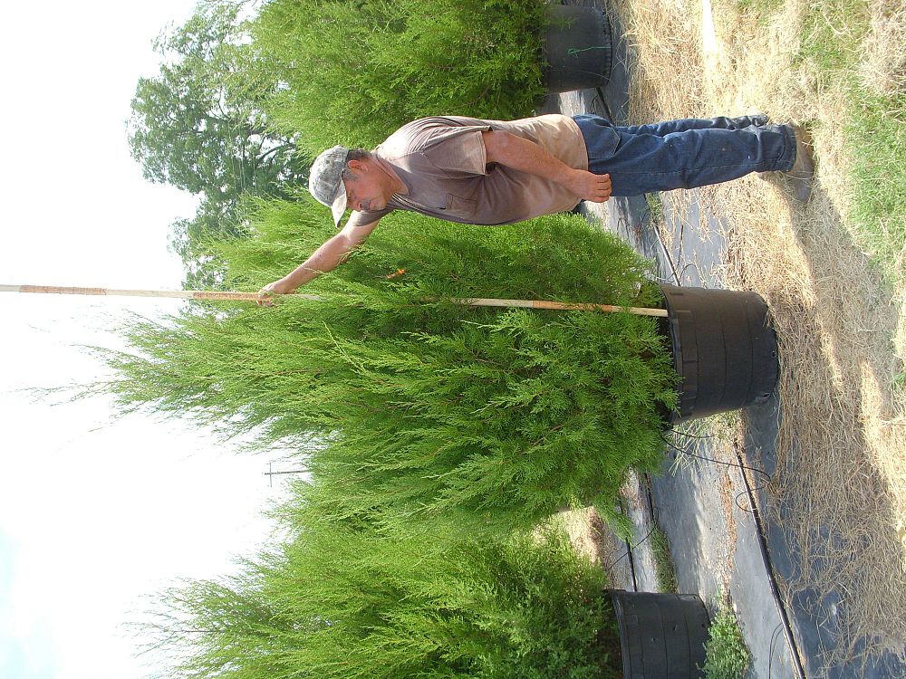 juniperus-virginiana-eastern-red-cedar