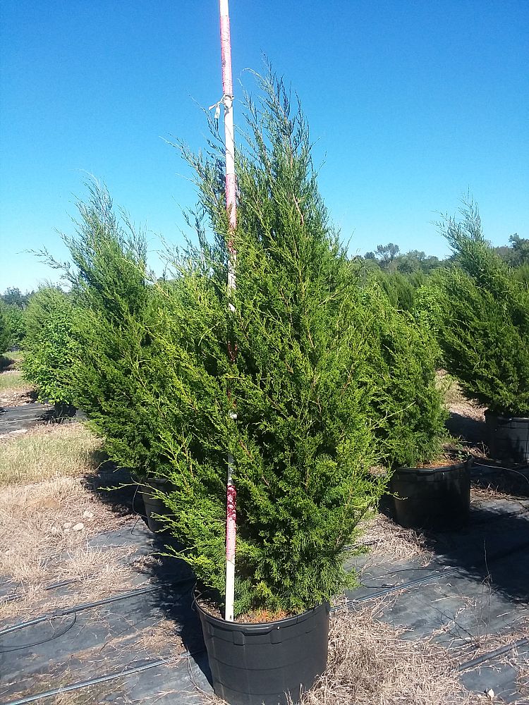 juniperus-virginiana-eastern-red-cedar