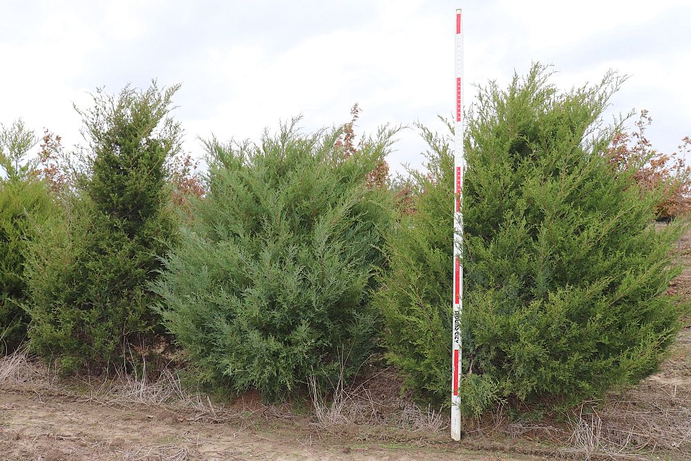 juniperus-virginiana-eastern-red-cedar