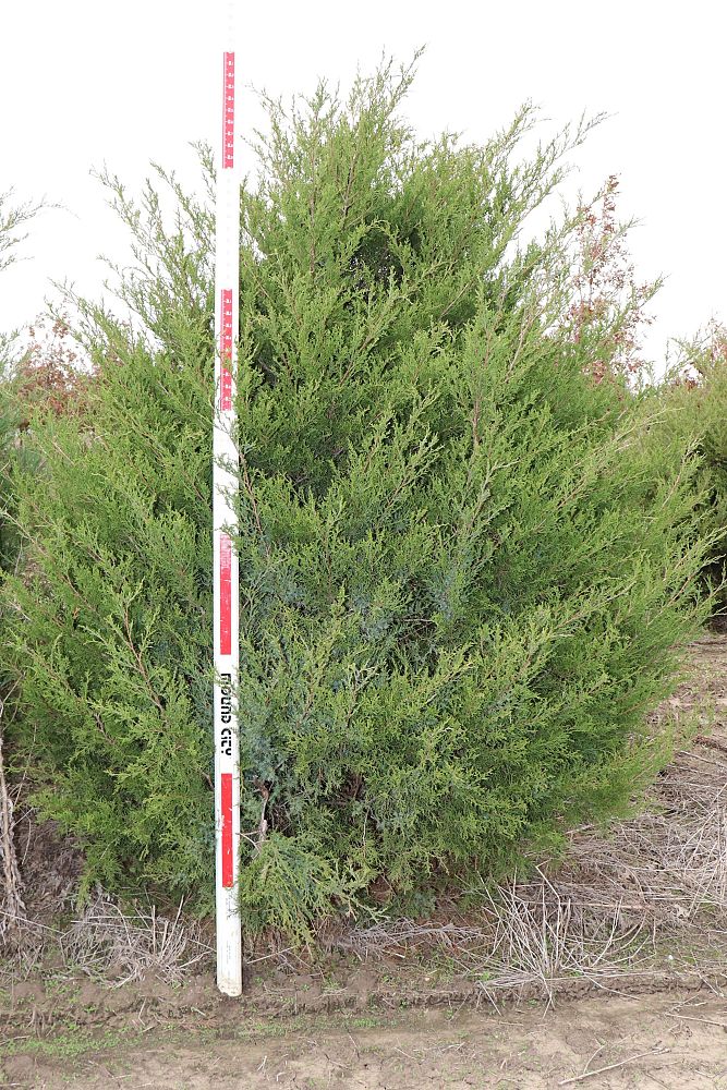 juniperus-virginiana-eastern-red-cedar