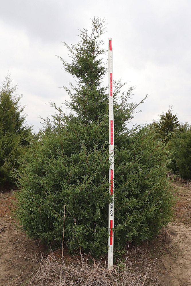 juniperus-virginiana-eastern-red-cedar