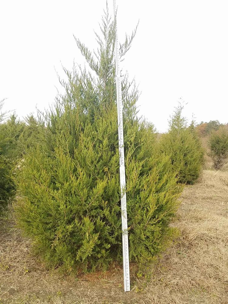 juniperus-virginiana-eastern-red-cedar