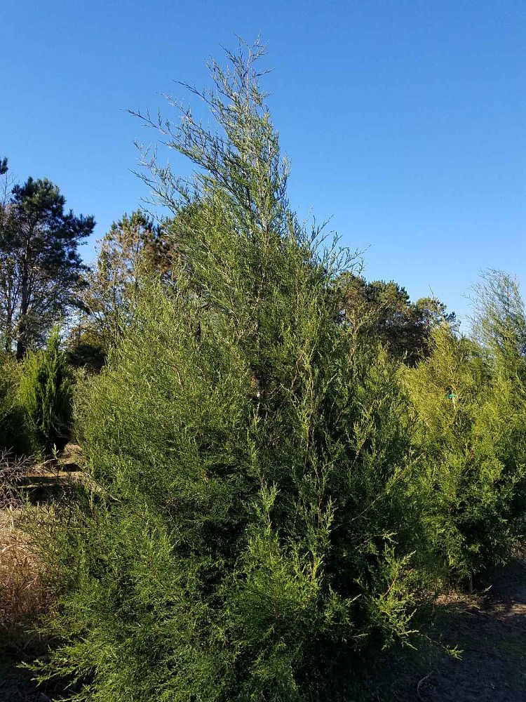 juniperus-virginiana-eastern-red-cedar