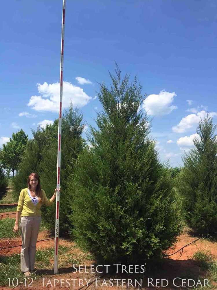 juniperus-virginiana-eastern-red-cedar
