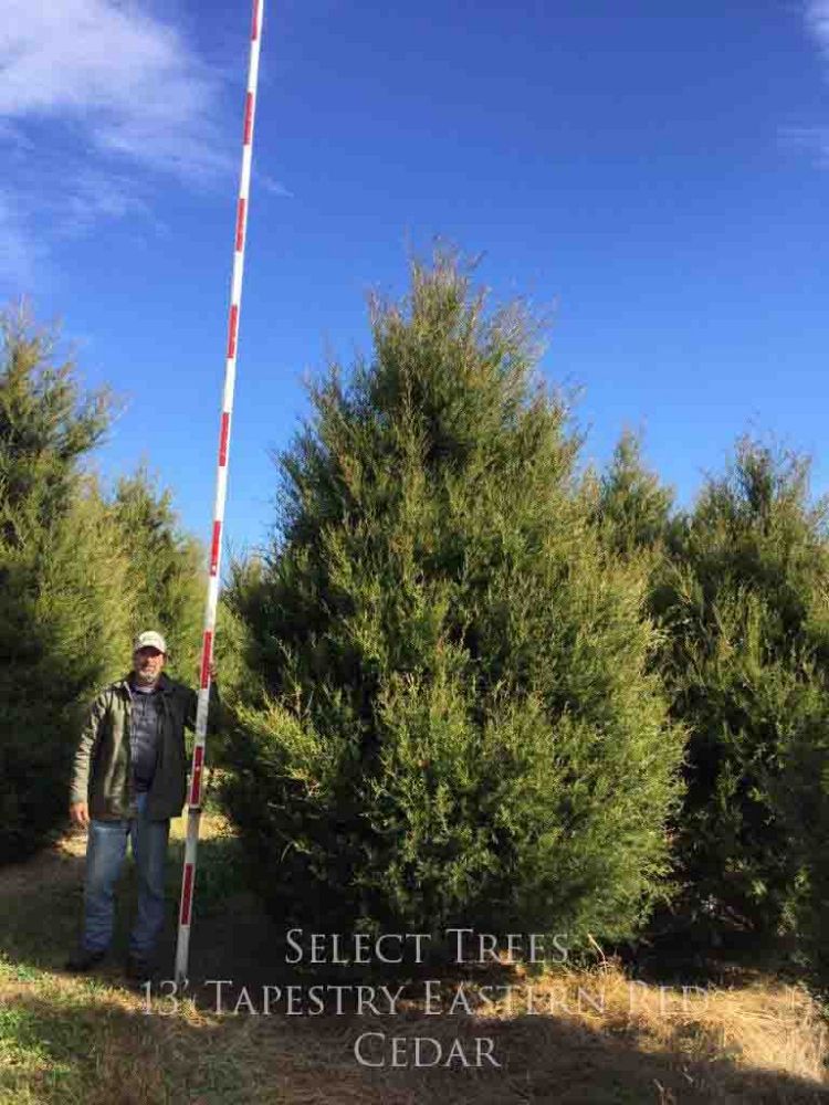 juniperus-virginiana-eastern-red-cedar