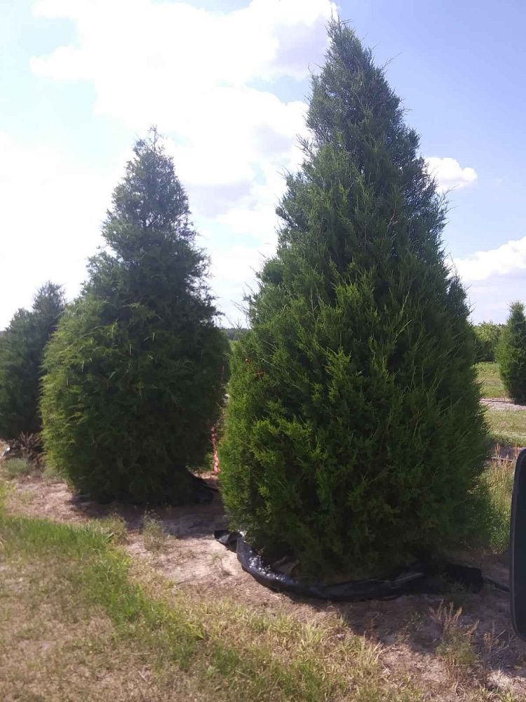 juniperus-virginiana-eastern-red-cedar