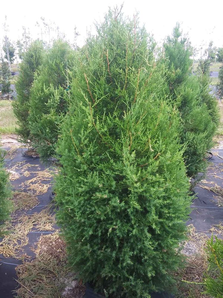 juniperus-virginiana-eastern-red-cedar